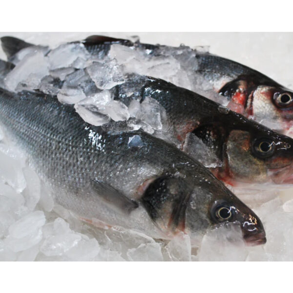 Branzino