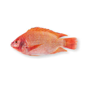 Red  Tilapia