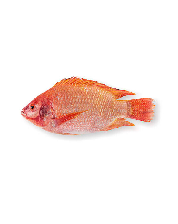 Red  Tilapia