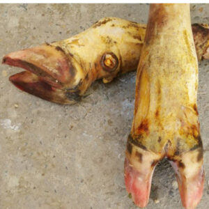 Beef / Cow Foot / Paya