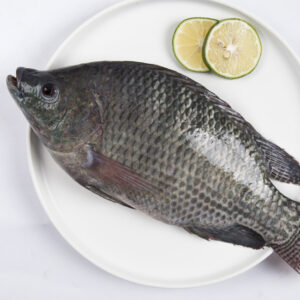 Black tilapia