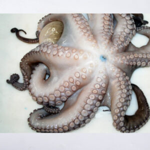 Octopus