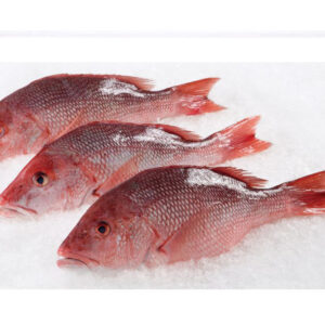 Red Snapper