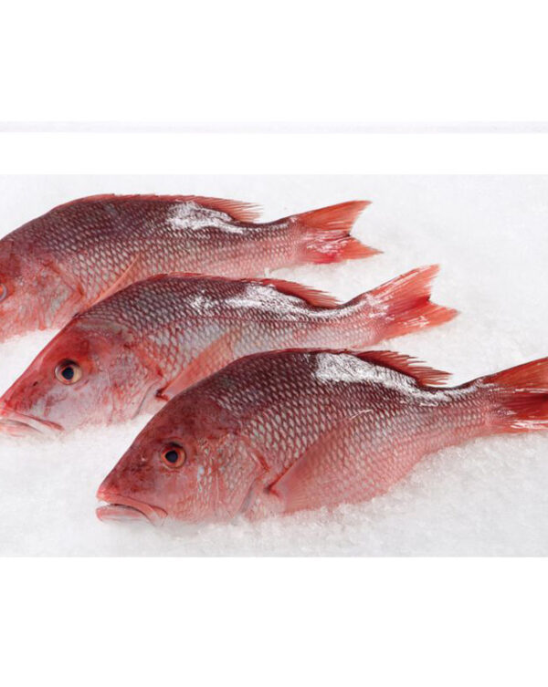 Red Snapper