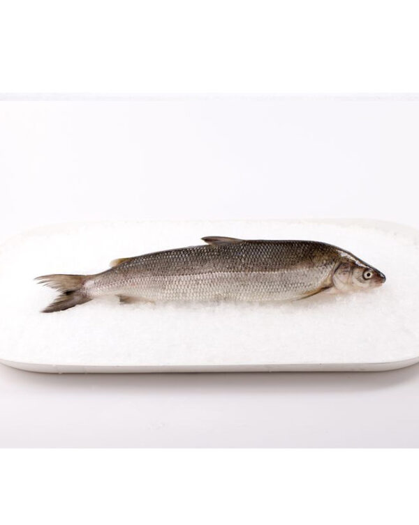 Whitefish Whole