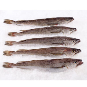 Whiting fish