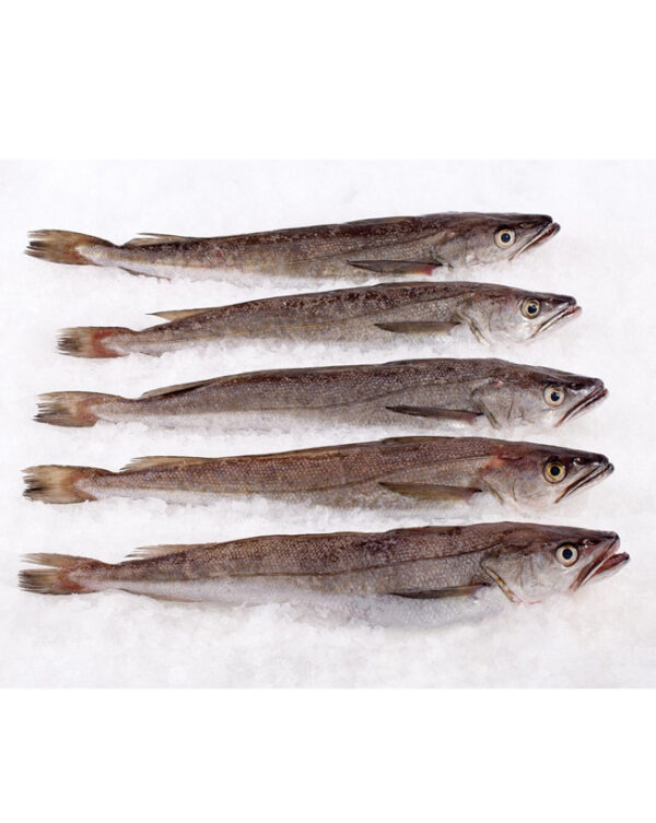 Whiting fish